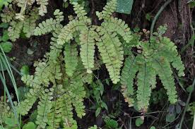 Image result for Adiantum patens