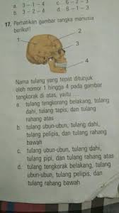 Rangka kepala ini biasa disebut juga dengan nama tengkorak. Perhatikan Gambar Rangka Manusia Berikut Nama Tulang Yang Tepat Ditunjuk Oleh Nomor 1 Hingga 4 Brainly Co Id