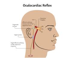 Protecting Your Power of Sight: 4 Exercises to Reduce Strain and Strengthen  Your Eye Muscles |