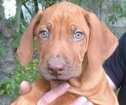 Diana@loveyourridgeback.com for puppy pictures, information and to get on our list. Zambuana Lodge Rhodesian Ridgebacks