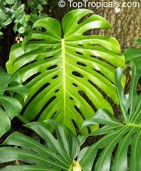 Monstera Deliciosa Philodendron Pertusum Swiss Cheese Plant Fruit Salad Plant Ceriman Click To See Full Size Image Unusual Plants Plants Summer Plants