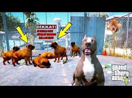 Yavru Pitbull Tek Basina Vahsi Kurt Surusuyle Bogusuyor Gta 5 Youtube