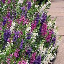 The drought resistant flowers emit a sweet and pleasant aroma to your drought resistant yard. Drought Tolerant Plants 64 Perennial And Annual Flowers