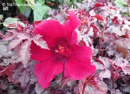 Image result for Hibiscus barbosae