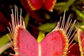 Image result for Disa aconitoides