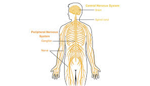 The central nervous system (cns) is that portion of the vertebrate nervous system that is composed of the brain and spinal cord. Peripheral Nervous System Queensland Brain Institute University Of Queensland