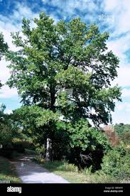 Image result for Altingiaceae