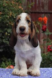 Image result for velký vendéeský hrubosrstý honič