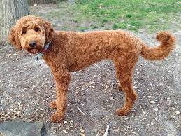 This breed is nothing short of amazing. Summer Teddy Bear Goldendoodle Haircuts