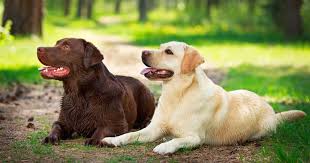15 Smartest Dog Breeds Easily Taught And Trained At Home