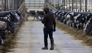 Green card for illegal immigrant 1. Wisconsin Dairy Farms Rely On Immigrant Workers Undocumented Laborers