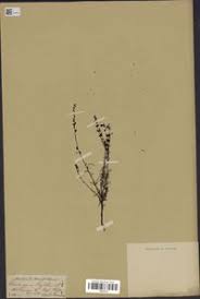 Image result for Micrargeria