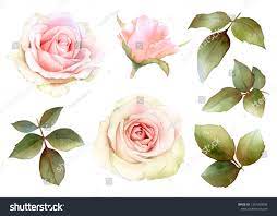 Set Of Picturesque Pink Rose Flowers Rosebud Branches And Leaves Hand Drawn In Watercolor Isolated On A White Backgro In 2020 Rose Flower Watercolor Plants Rose Buds