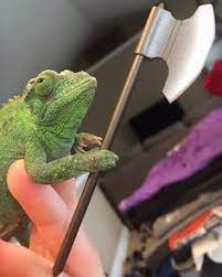 House safe lizard spray ^. 30 Chameleon Ideas Chameleon Chameleon Pet Chameleon Enclosure