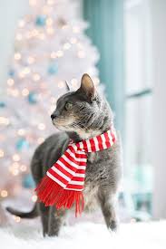 Merry Christmas Love The Cats Love And Olive Oil Christmas Cats Cute Cats Christmas Animals