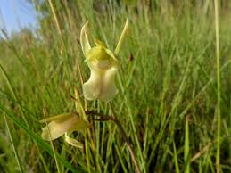 Image result for Eulophia flavopurpurea