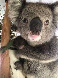 Coffee machine cleaner australia fires and koala bears fighting. Five Freedoms Animal Rescue Local Business Facebook