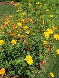 12 Months Of Gardening Sow These Seeds Roundtree Landscaping Dallas Tx