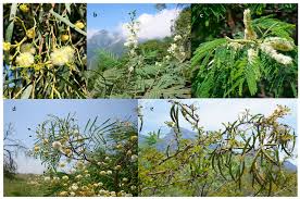 Image result for Aeschynomene glauca