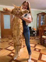 Cat Facts Who Holds The Record For World S Biggest Cat In 2020 Cats Cat Facts Cute Cats Photos