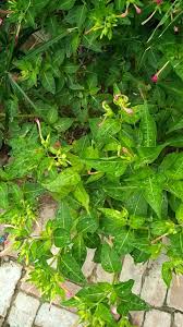 Image result for Elytraria acaulis