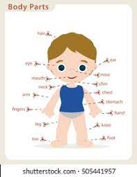 Find high quality body parts clipart, all png clipart images with transparent backgroud can be download for free! Boy Body Parts Diagram Poster Stock Vector Royalty Free 505441957