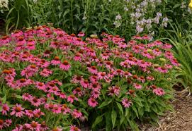 Maybe you would like to learn more about one of these? Coneflower Powwow Wild Berry Garden Gallery