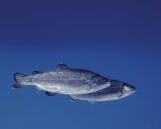 Sürdürülebilir su ürünleri yetiştiriciliği teknolojileri ve inovasyon örnekleri: kapalı devre sistemler, alg yetiştiriciliği, dikey çiftlikler. resmi