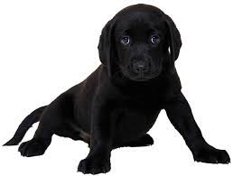 Maybe you would like to learn more about one of these? Lab Puppies For Sale Chocolate Black Yellow Ct Breeder