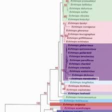 Image result for Echinops longifolius