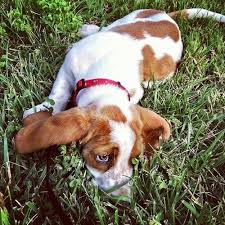 Be Very Very Quiet She S Hunting For A Rabbit Basset Dog Puppies And Kitties Basset Hound
