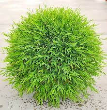 Image result for Pogonatherum paniceum