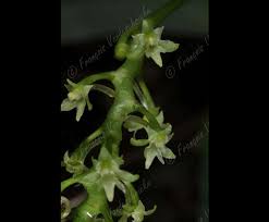 Image result for Angraecopsis parviflora