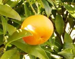 Image result for Citrus reticulata