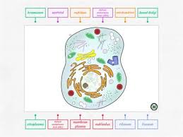 Biologi pada tingkat sel memaparkan tentang struktur dan fungsi bagian setiap sel serta proses kehidupan didalam hewan dan tumbuhan juga memiliki sel yang menyusun tubuhnya. Sel Haiwan Sel Tumbuhan Sumber Pengajaran