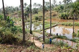 If you want to raise goats on your farm, the first thing you need to do is find good goats to buy. Fish Farming Wikiwand