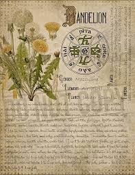 Witchcraft Printable Book Of Shadows Herbal Grimoire Bos Etsy Magic Herbs Herbal Magic Book Of Shadows