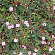 Image result for Neorautanenia mitis