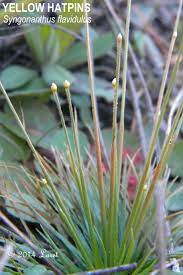 Yellow Hatpins Syngonanthus Flavidulus Florida Native Plants Native Plants Plants