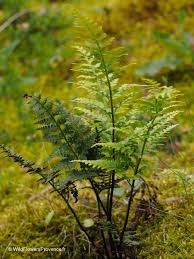 Image result for Asplenium normale