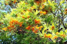 Image result for Grevillea robusta