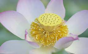 Maybe you would like to learn more about one of these? Top 10 Biggest Flower In The World