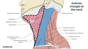 Nodes that lie both on top of and beneath the sternocleidomastoid muscles (scm) on either side of the neck, from location: Neck Lump Examination Osce Guide Geeky Medics