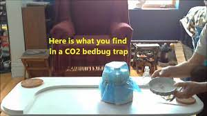 I found bug in bed bug trap now what? Co2 Bedbug Trap Making Co2 Youtube