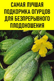 сад огород своими руками огурцы от а до я Samaya Luchshaya Podkormka Ogurcov Dlya Bespreryvnogo Plodonosheniya Pohozhe V Sadovodstve I Ogorodnichestve Poyavilsya Novyj Trend V 2020 G Sadovye Vrediteli Sadovodstvo Ogorod