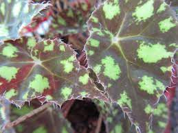 Check spelling or type a new query. Begonia Tiger Paws Plant Leaves Plants House Plants
