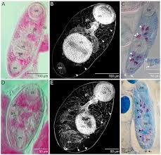 Image result for Dignathia