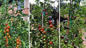 Top 3 Cherry Tomatoes You Need To Grow Youtube Cherry Tomato Plant Growing Vegetables Growing Tomatoes