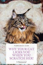 Why Your Cat Licks You When You Scratch Her Purr Craze