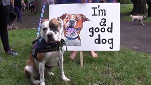 Curious about service dogs or emotional support animals? Delta Decision To Ban Pit Bulls As Service Dogs Sparks Backlash 680 News